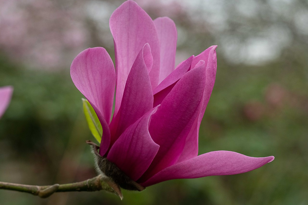 M. 'Caerhays Surprise' AGM